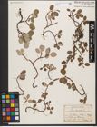 Foto von Salix reticulata L.